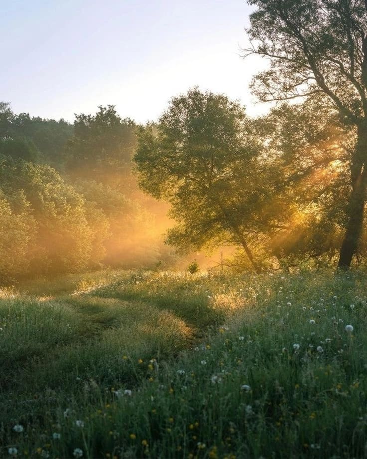Golden sunbeams through mist over a wildflower meadow at sunrise